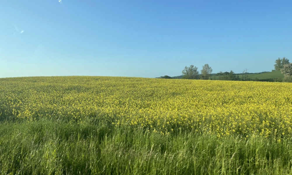 Grass Field