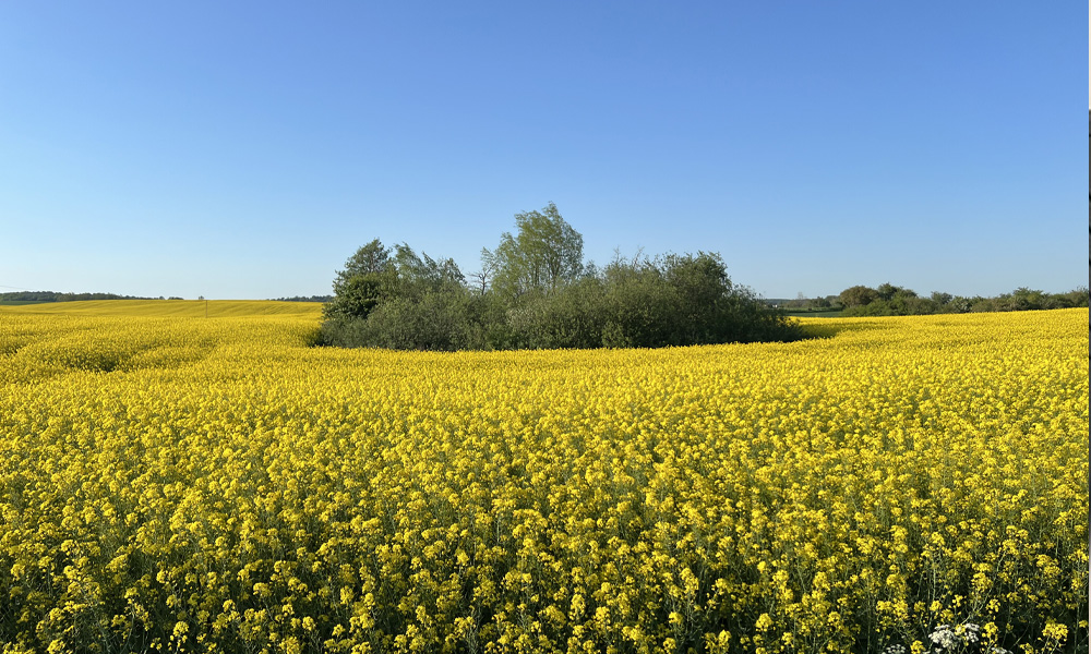 Field